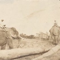 Elephants hauling logs in unknown country